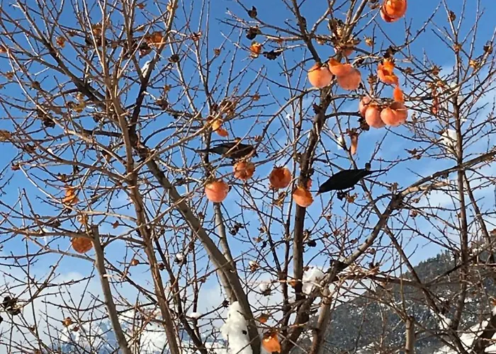 Affittacamere Verger Plein Soleil