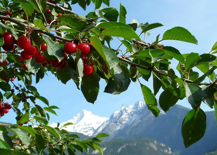 Verger Plein Soleil Saint-Pierre